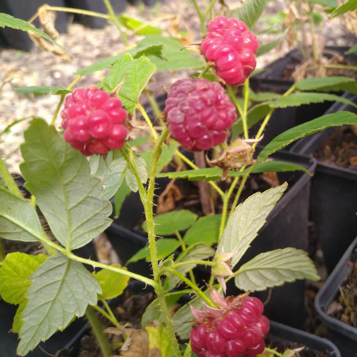 September | Rubus idaeus
