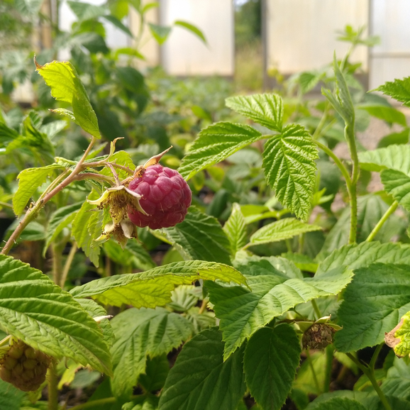 Willamette | Rubus idaeus