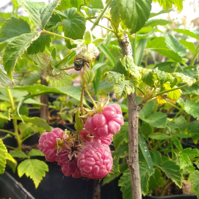 Polona | Rubus idaeus