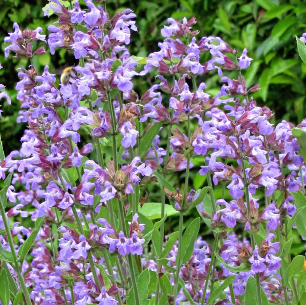 Purpurescens | Salvia officinalis