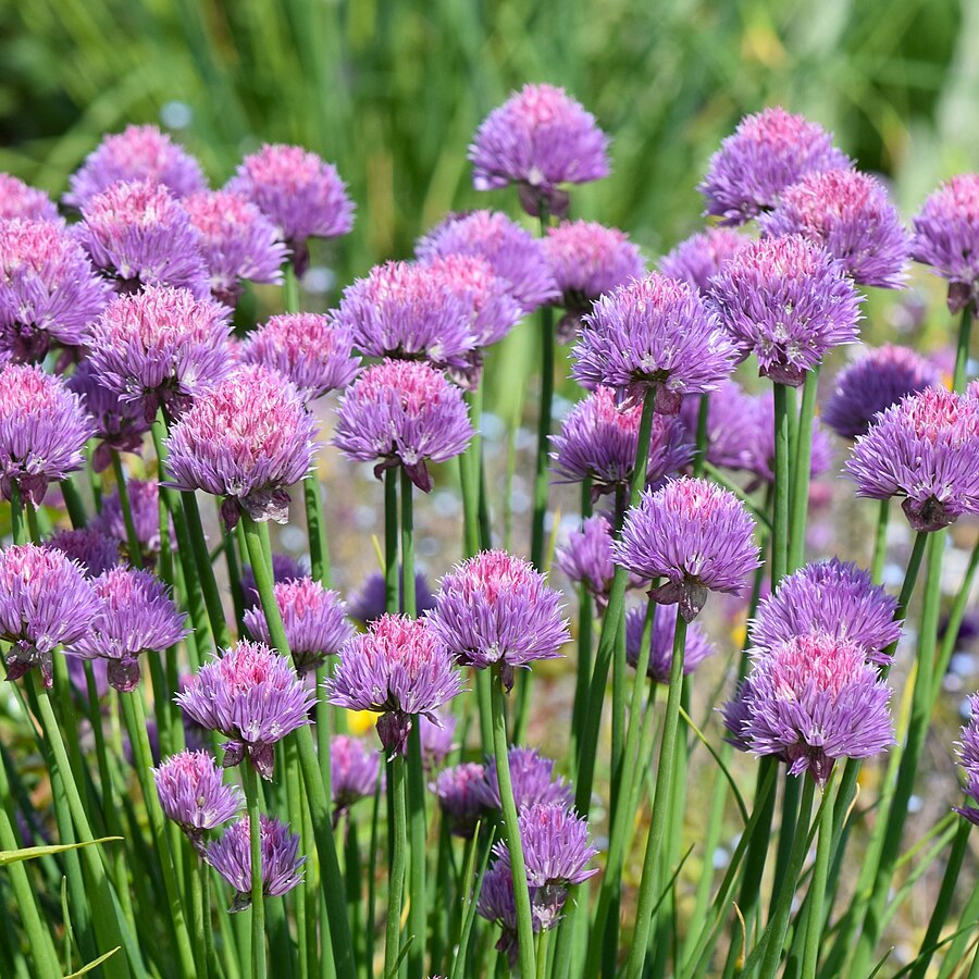 Ciboulette | Allium schoenoprasum