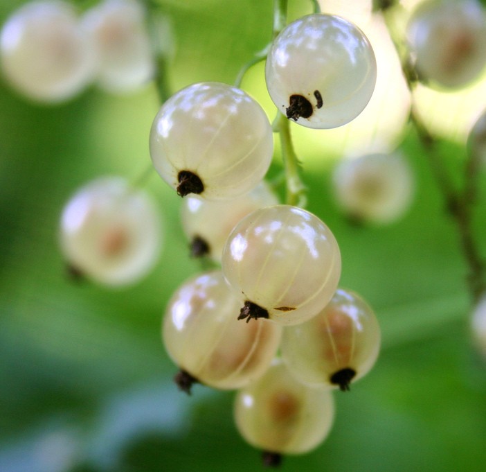 Versaillaise blanche | Ribes rubrum