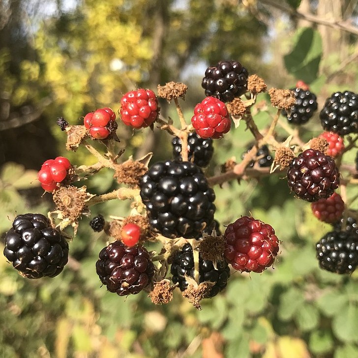 Mure sans épine Black Satin | Rubus deliciosa