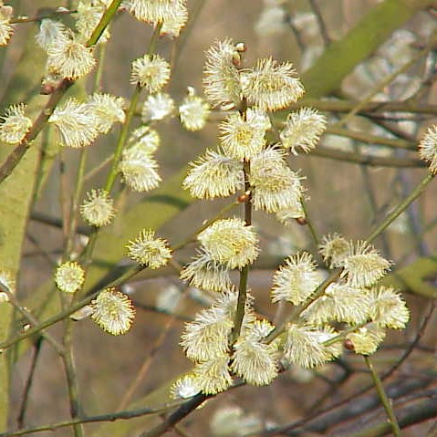 Saule caprea ‘Marsault’ | Salix sp.