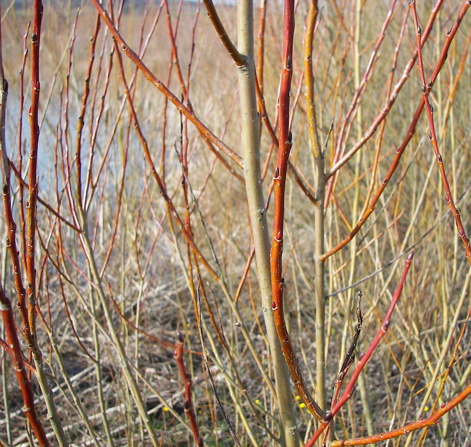 Saule purpurea ‘Nana’ | Salix sp.
