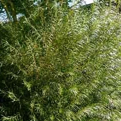 Saule romarin | Salix sp.